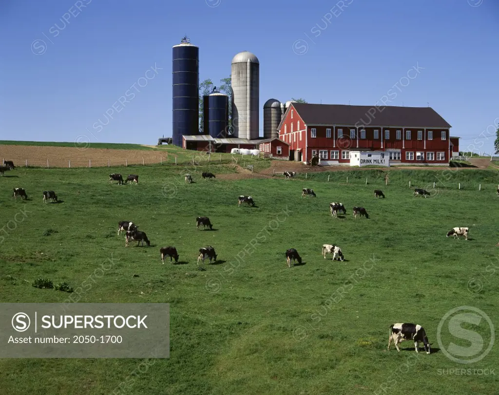 Dairy Farm Somerset Pennsylvania USA