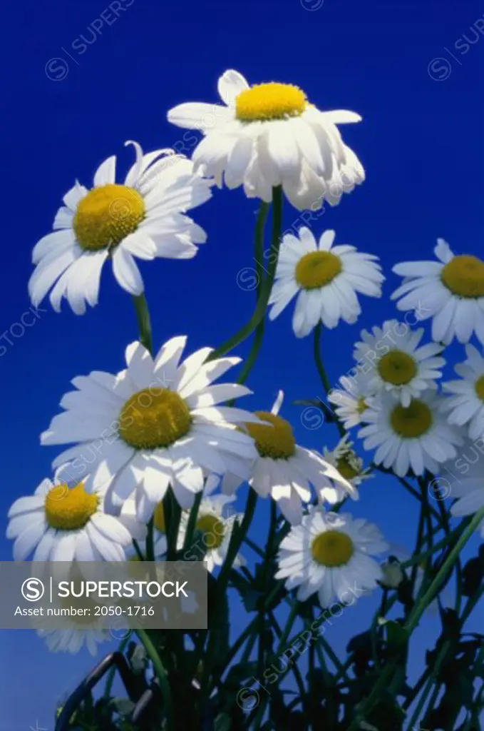 Shasta Daisies