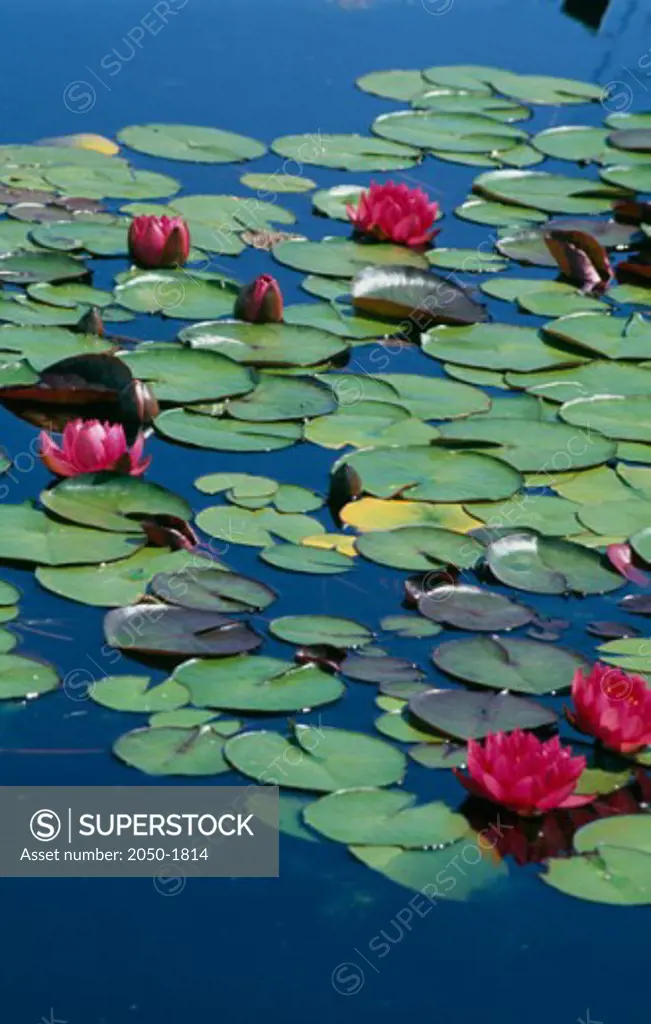 Water Lilies