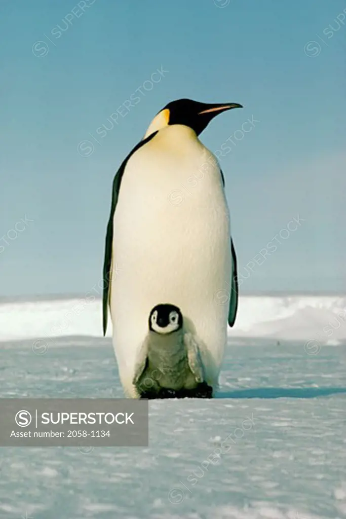 Emperor Penguins Antarctica