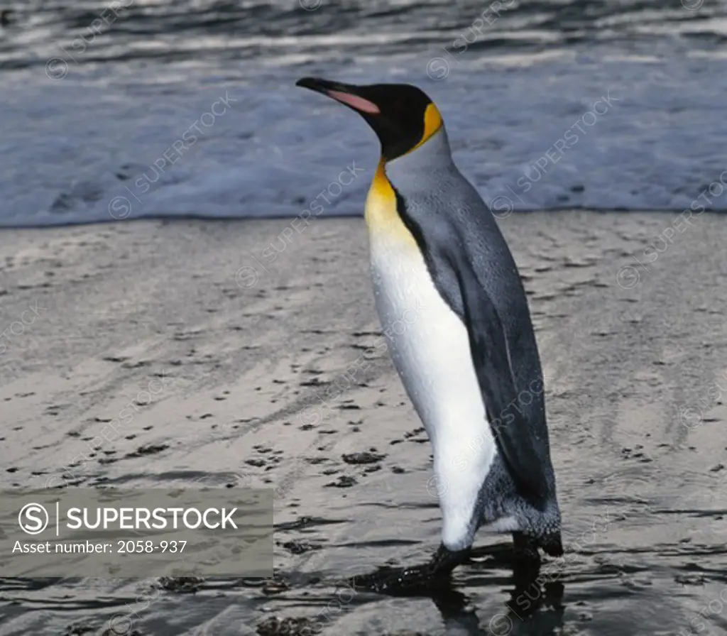 King Penguins, Royal Bay Harbor, South Georgia Island, Antarctica