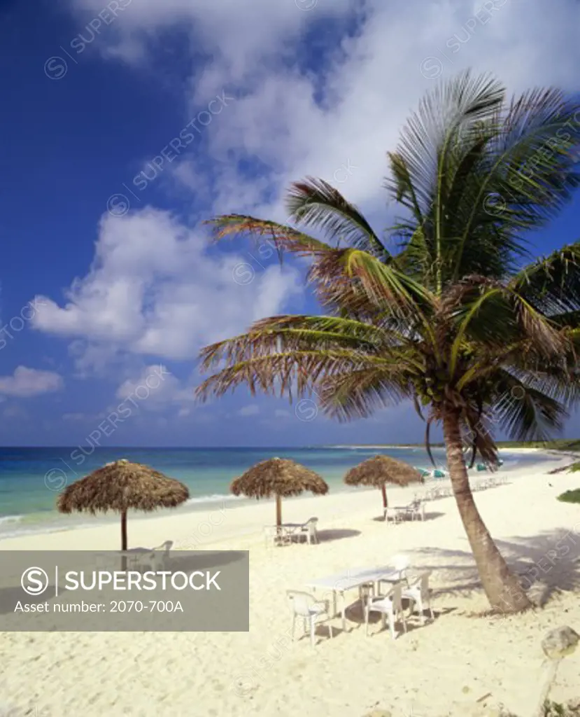 Umbrellas and a palm tree on a beach, Bonita Beach, Cozumel, Mexico