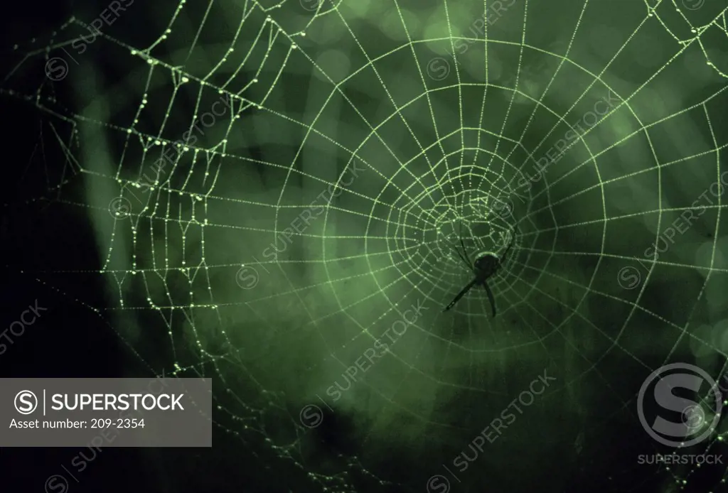 Close-up of a spider in a web