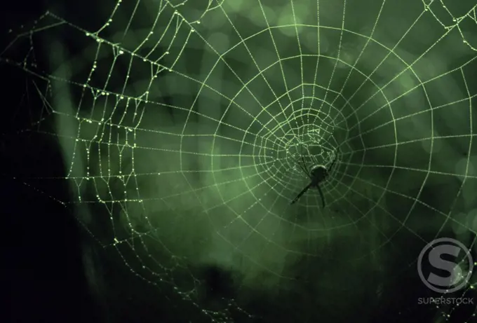 Close-up of a spider in a web