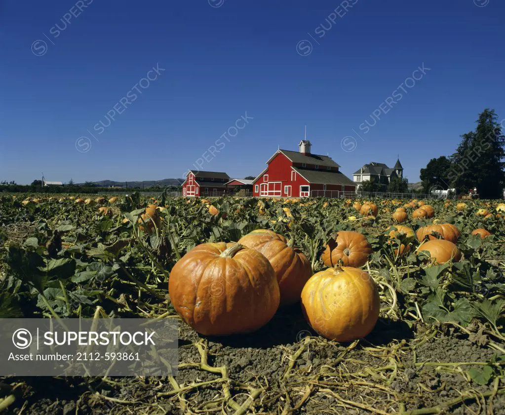 Pumpkin Farm Santa Paula California USA