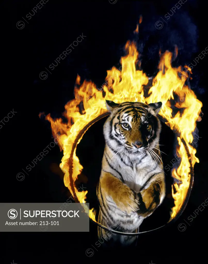 Tiger jumping through a ring of fire