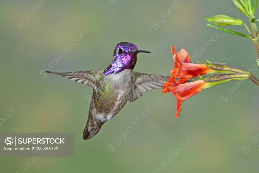 Hummingbird drinking nectar from flowers