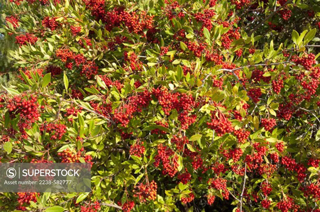 Toyon (Heteromeles arbutifolia) berries on a tree, Pleasant Hill, Contra Costa County, California, USA