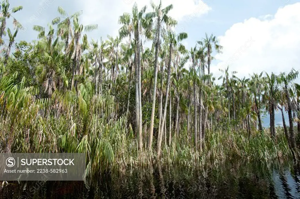 Jara (Leopoldinia major) palms along a black water river. The fruits are eaten by indigenous groups, including Tukano. Jawijari River, affluent of the lower Uaupes, Amazonas, Brazil, 11-12-12