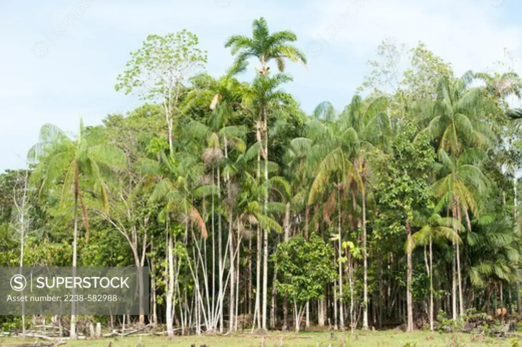 Pasture of mostly native grass with fruit and nut trees including tucuma (Astrocaryum aculeatum), acai (Euterpe precatoria), Brazil nut (Bertholletia excelsa), guava (Psidium guajava) in fruit, acai (Euterpe oleracea), cupuacu (Theobroma grandiflorum), piquia (Caryocar villosum), tangerine, mango (Mangifera indica), cacao (Theobroma cacao), bacabinha (Oenocarpus minor), peach palm (Bactris gasipaes). Amazonas, Brazil, 9-5-12