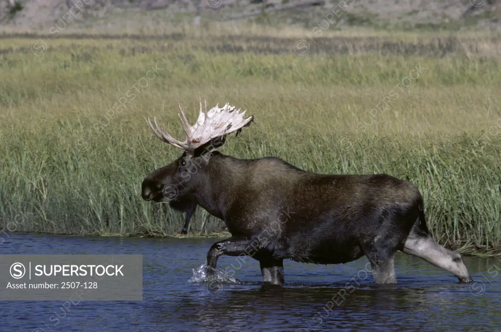 Bull Moose