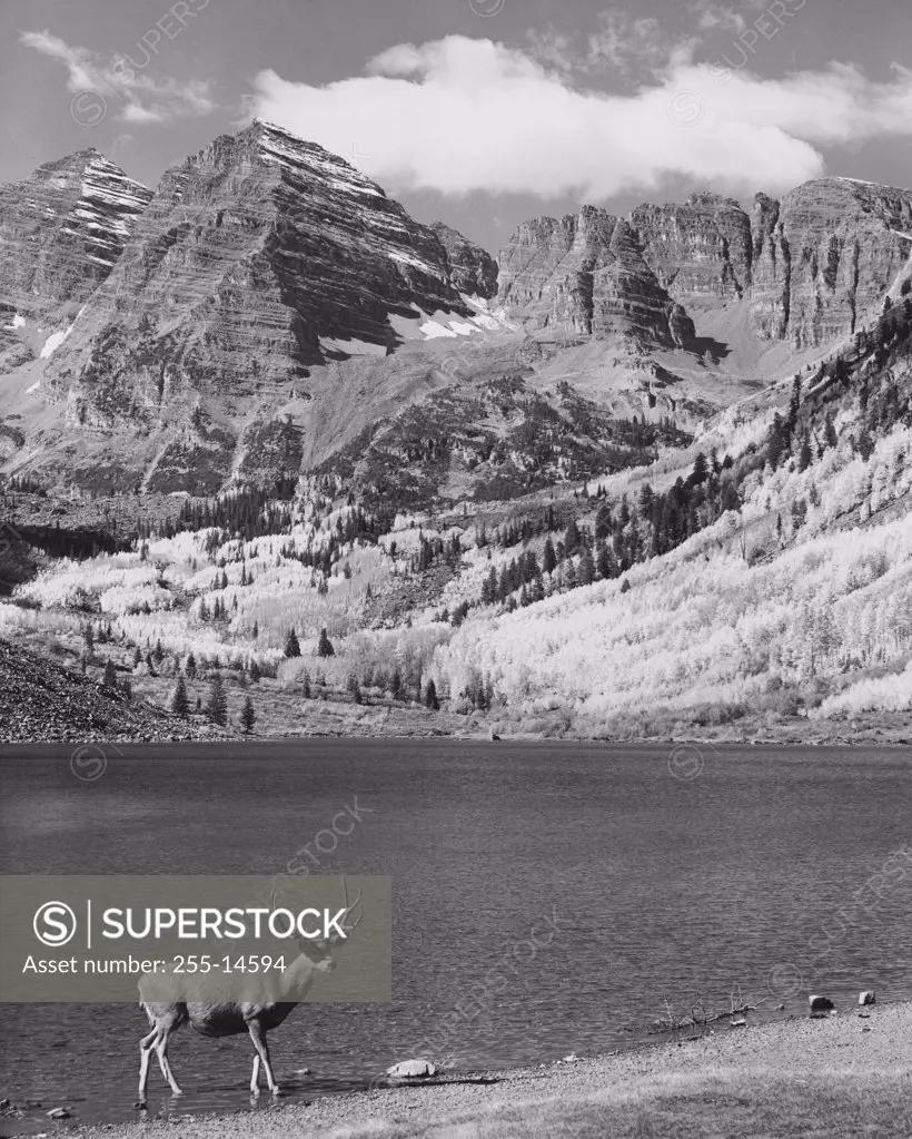 Mule deer standing at the lakeside, Maroon Bells, Colorado, USA (Odocoileus hemionus)