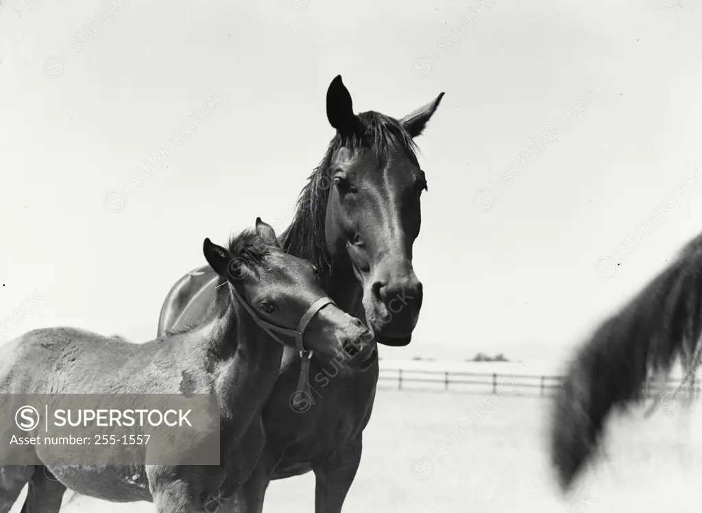 Vintage Photograph. Mare and her colt outside in pasture nuzzling