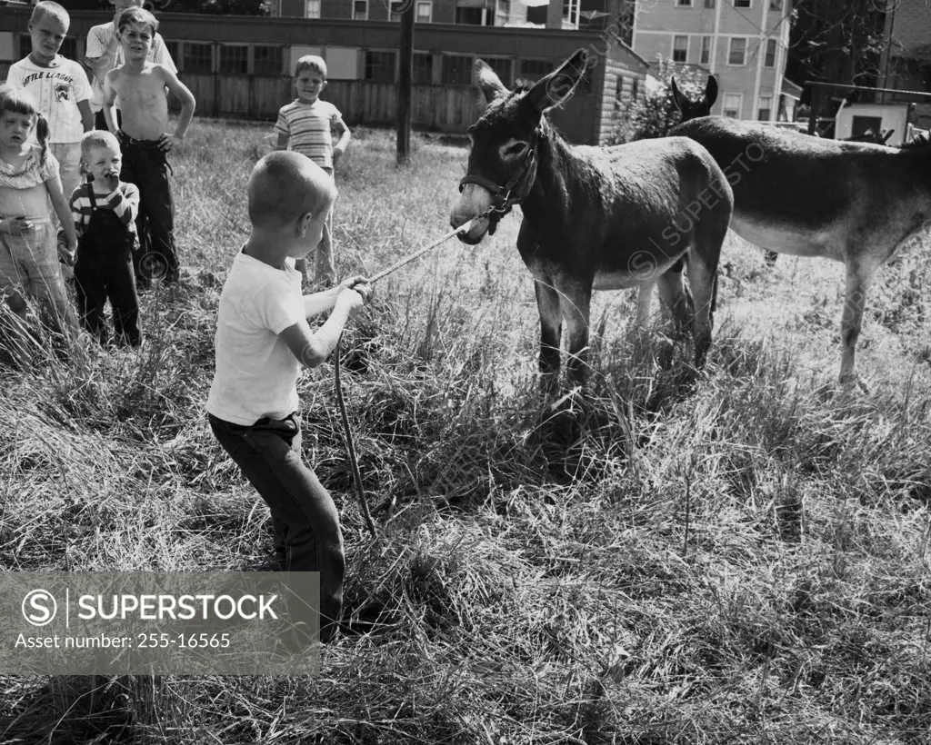 Rear view of a boy pulling a donkey