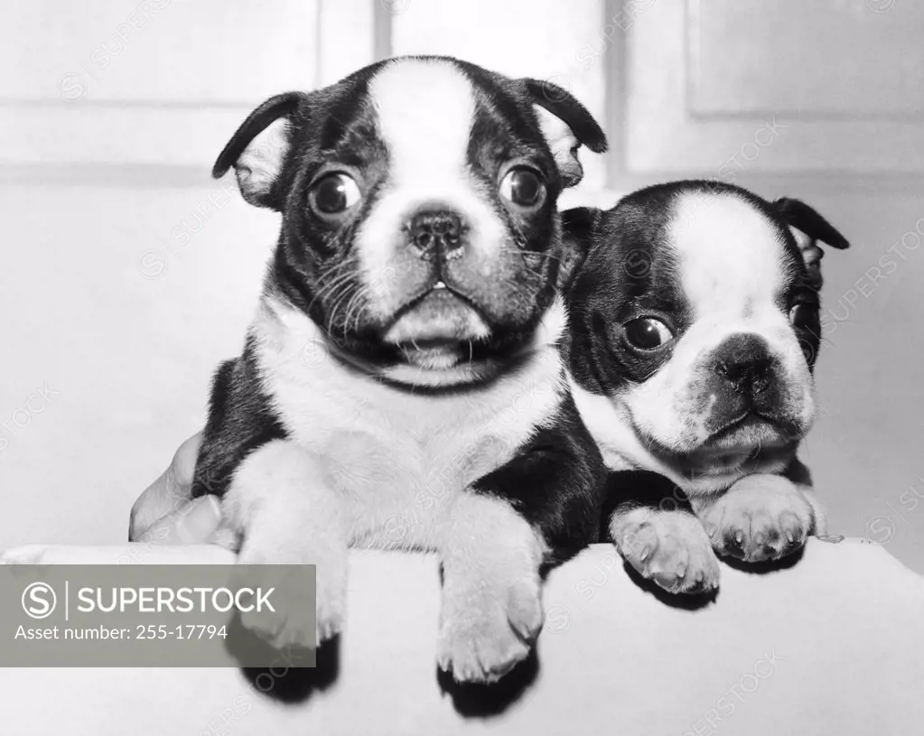 Close-up of two Boston Terrier puppies