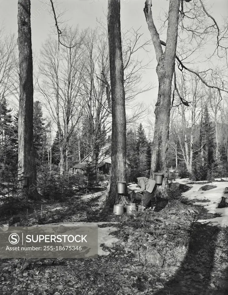 Vintage photograph. Gathering maple sap. Sugarhouse in background. New England, Forest. Lancaster, New Hampshire