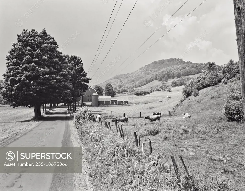 Vintage photograph. Farm scene. Woman feeding cows on country Road. Highway 12 near Barnard, Vermont