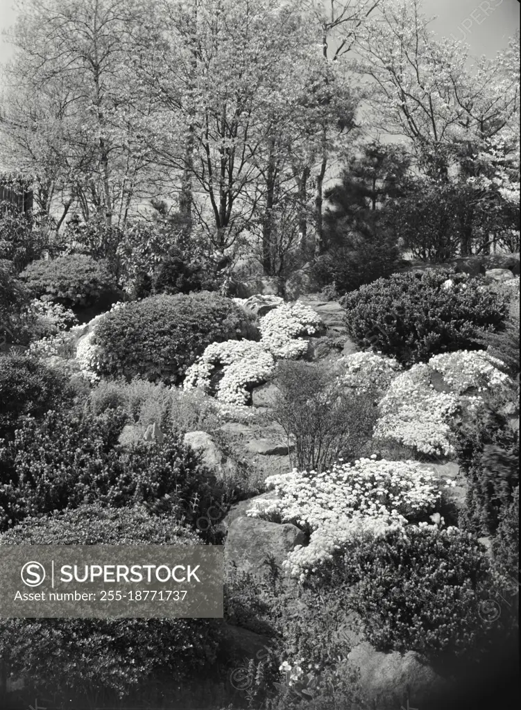 Vintage photograph. View of flowers and bushes growing in garden