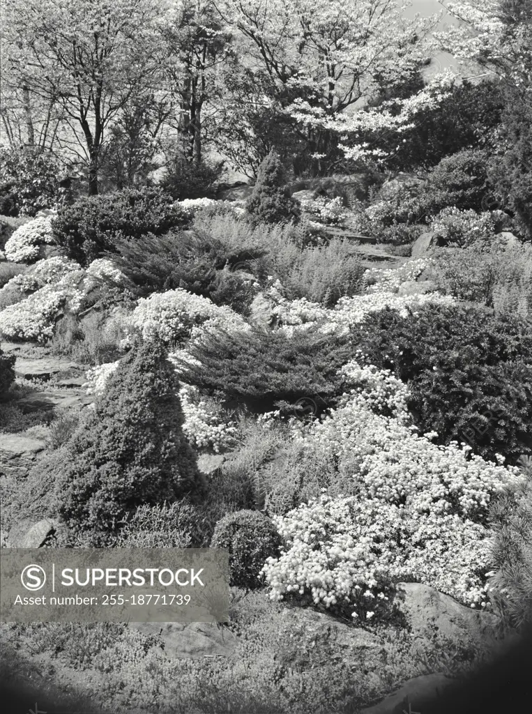 Vintage photograph. View of flowers and bushes growing in garden