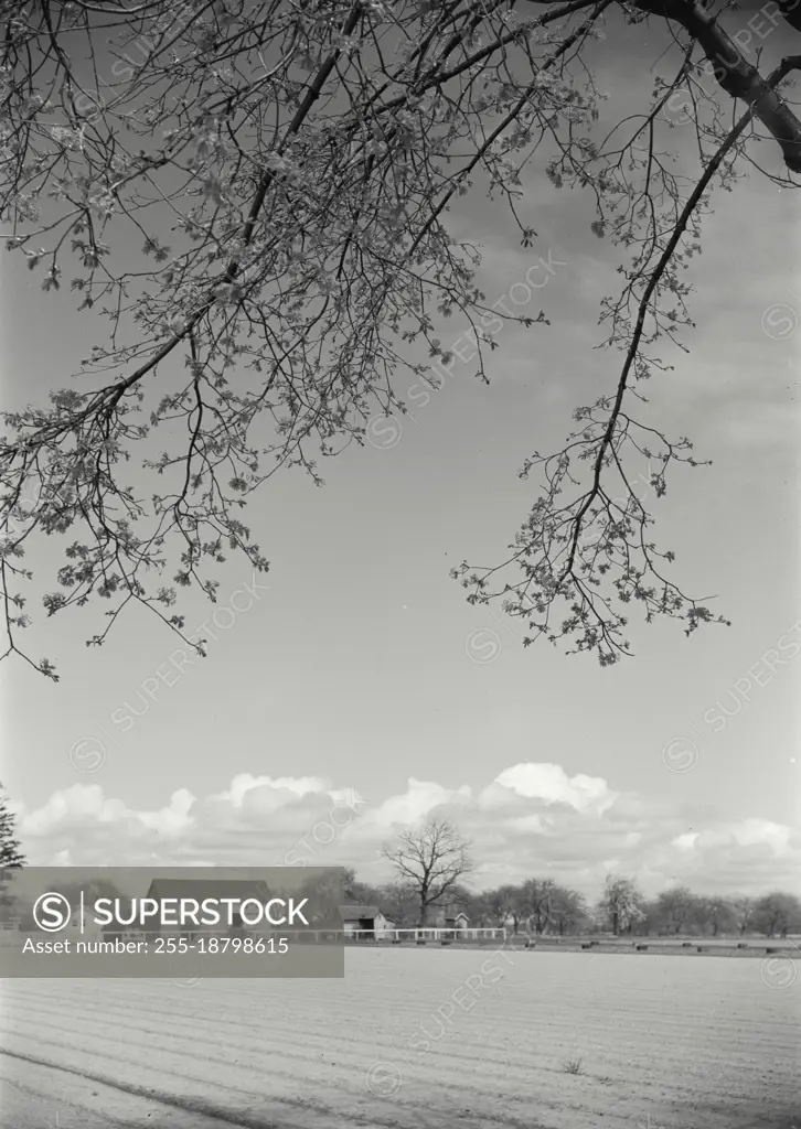 Vintage photograph. View of farm on Long Island, New York from under tree