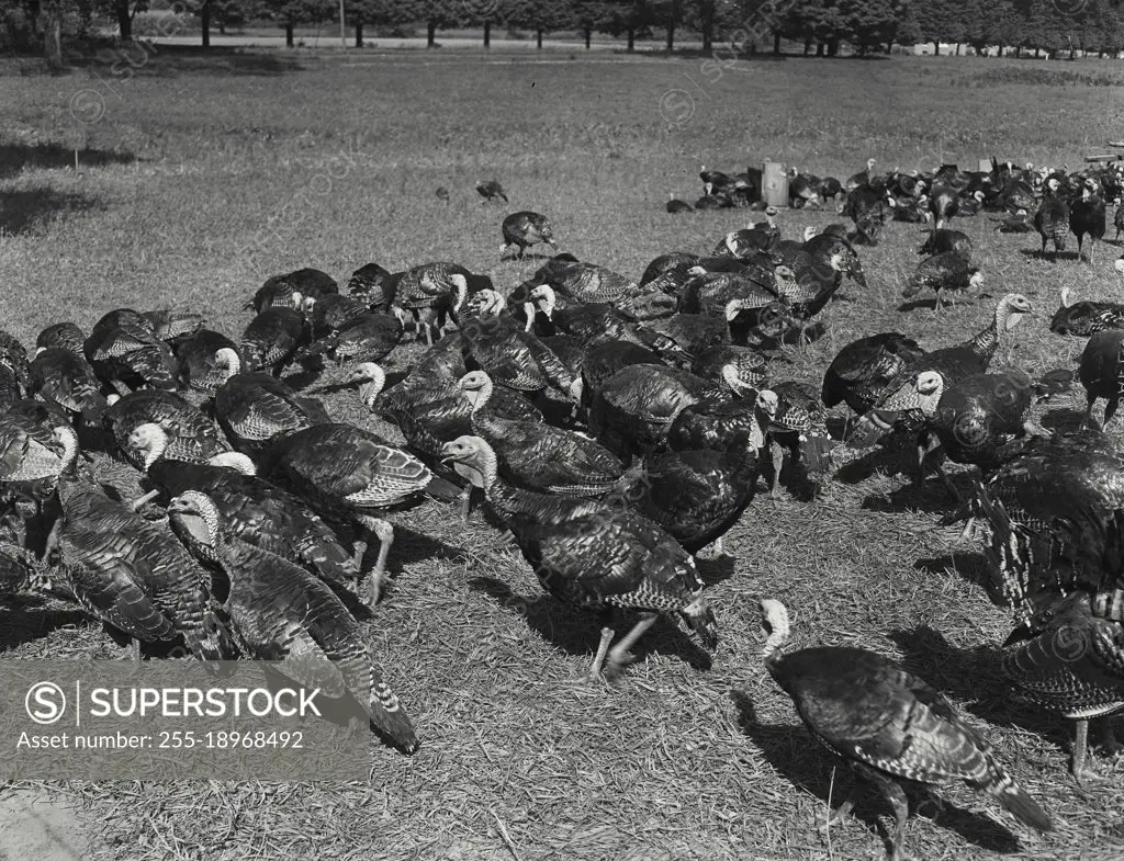 Vintage photograph. Turkey on farm