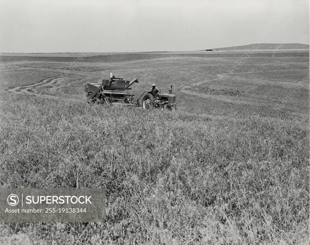 Vintage photograph. combine cutting a strip of contour planted oats