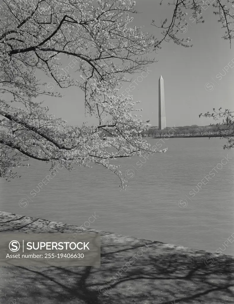 Vintage photograph. Washington Monument seen through trees