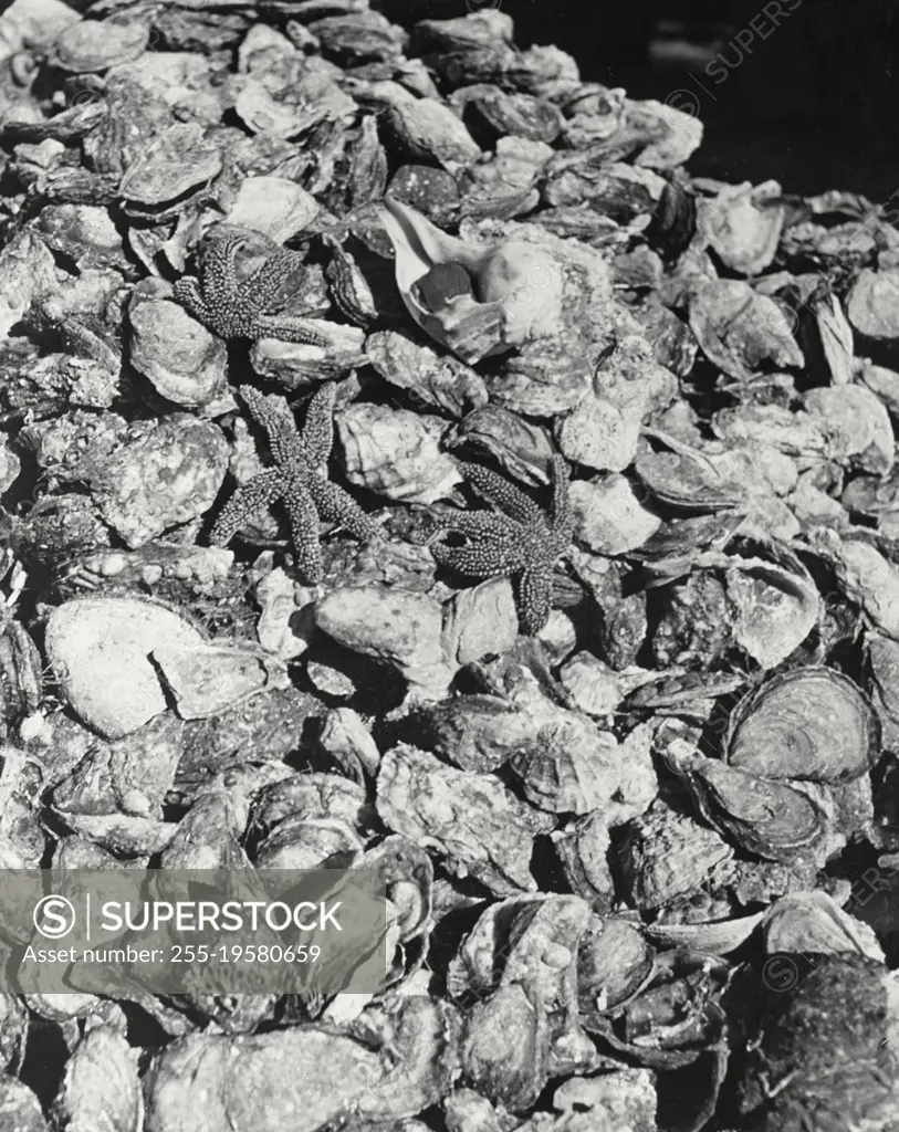 Vintage photograph. Load of oysters and starfish. Bluepoint Company