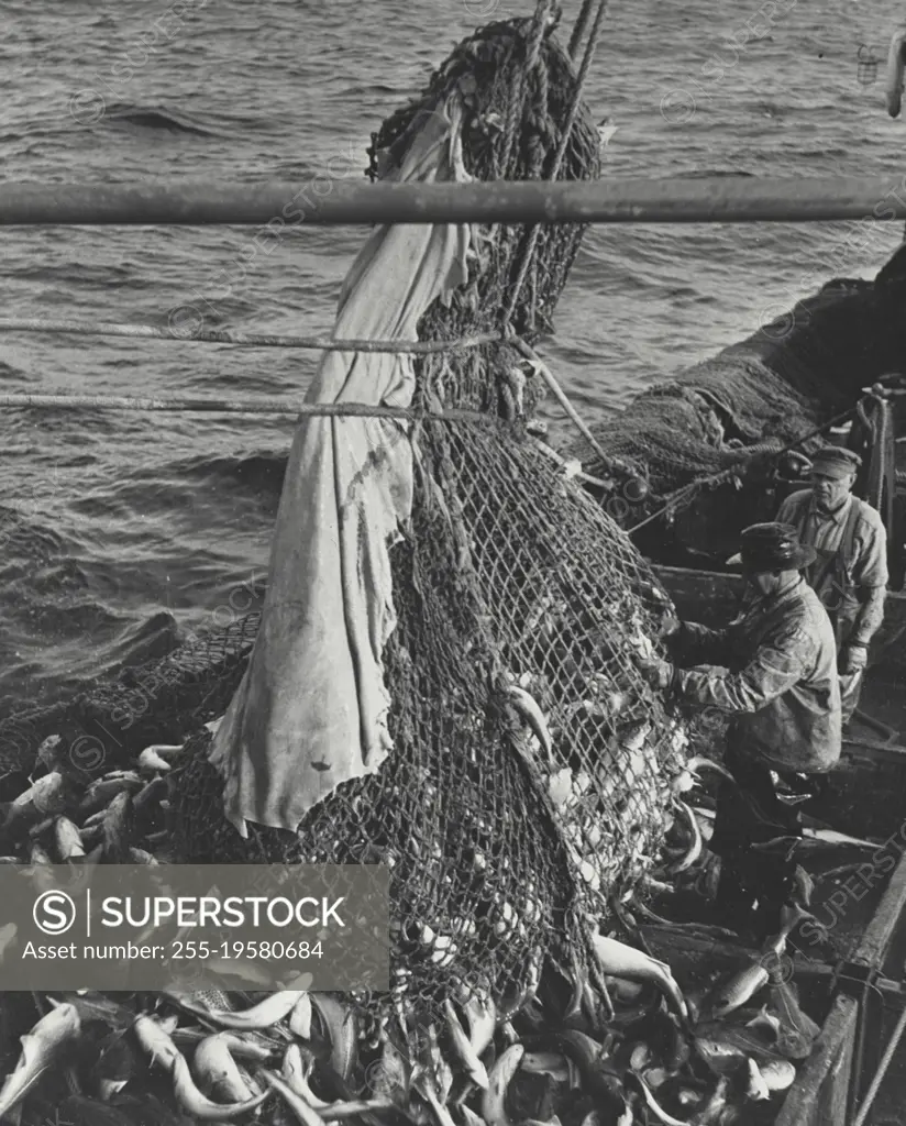 Vintage photograph. Trawler net releasing catch of fish onto checkerboard