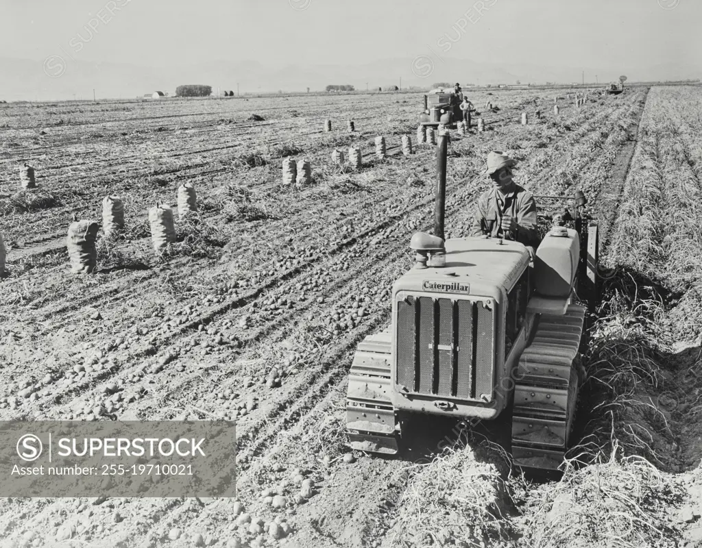 Vintage photograph. Caterpillar potato digger on Ray Metz Farm near Monte Vista, Colorado. 600 bushels per acre. One acre per hour