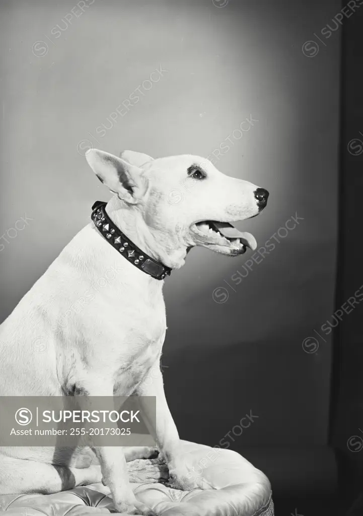 Vintage photograph. Bull Terrier sitting on cushion