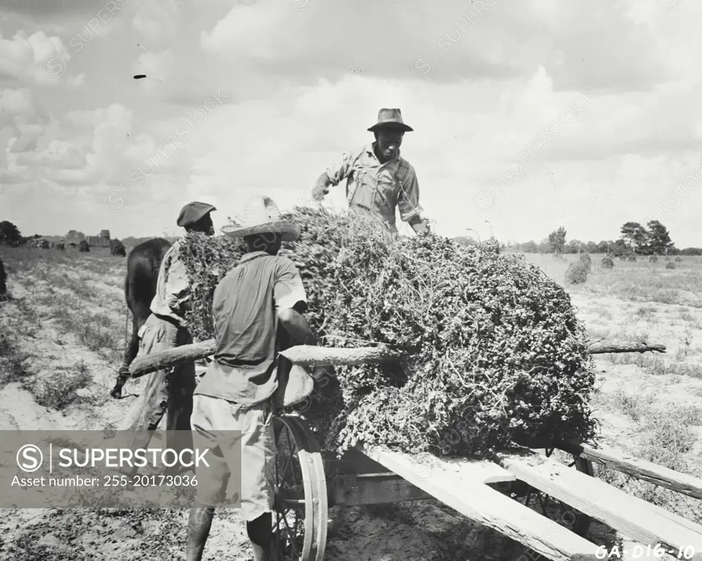 Vintage photograph. Loading peanut stacks on field wagon in Georgia to haul to threshing machine