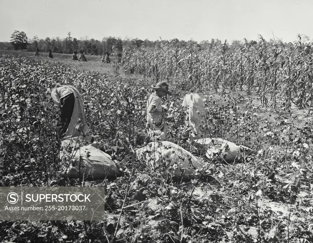 Vintage photograph. Family picking cotton and corn grown on the bottomlands, Arkansas