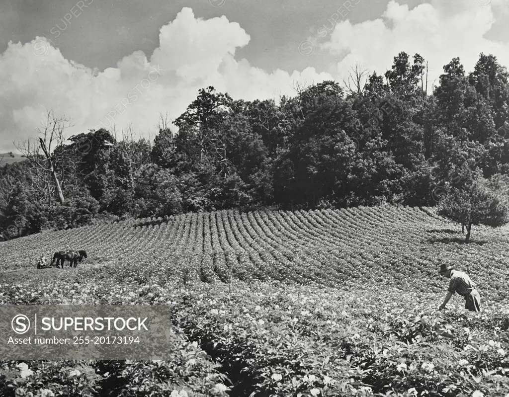 Vintage photograph. Workings harvesting a field of potatoes on farm in Western North Carolina