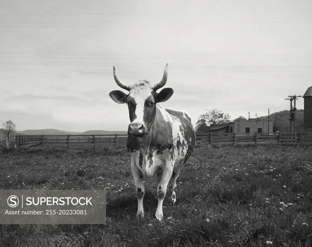 Cow with horns inside of fence