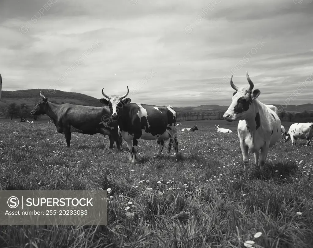 Three cows with horns standing side by side