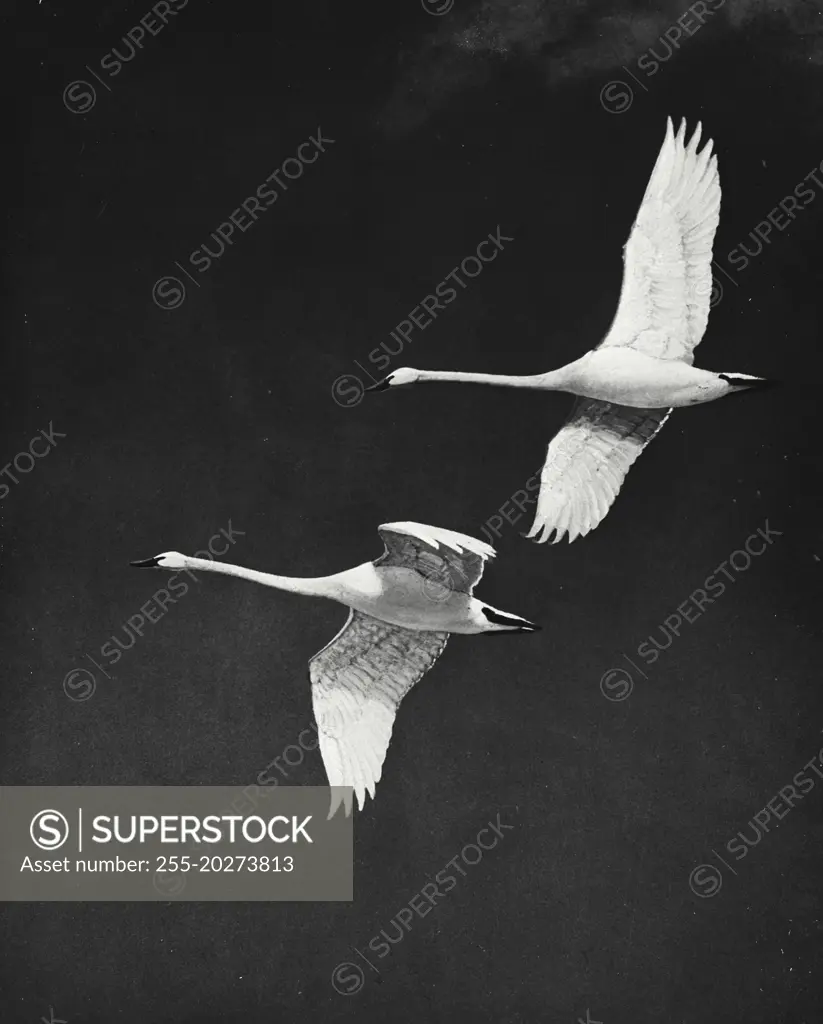 Vintage photograph. Two geese flying through air together