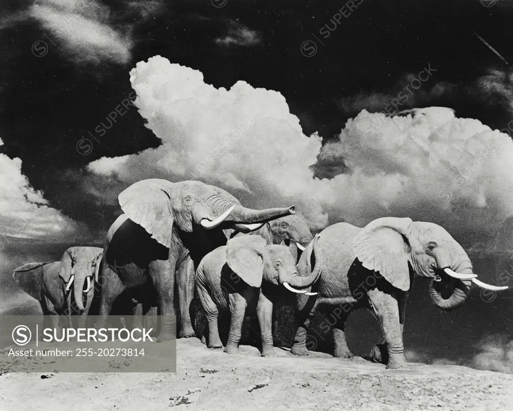 Vintage photograph. Herd of elephants standing together