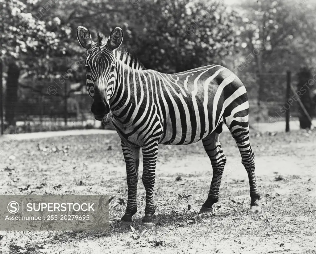 Vintage photograph. Zebra seen standing in enclosure