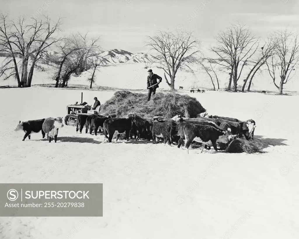 Vintage photograph. Man feeding snowbound cattle on ranch 10 miles south of Denver Colorado.