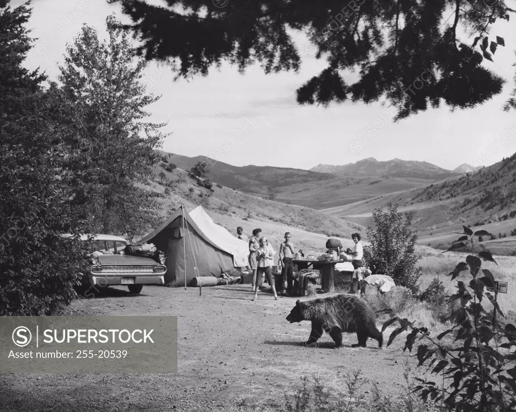 Bear walking in a field near a group of people camping, Yellowstone National Park, Wyoming, USA