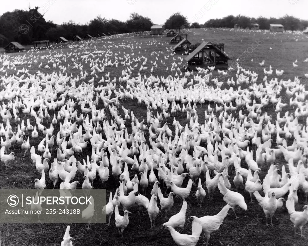 High angle view of a field of chickens