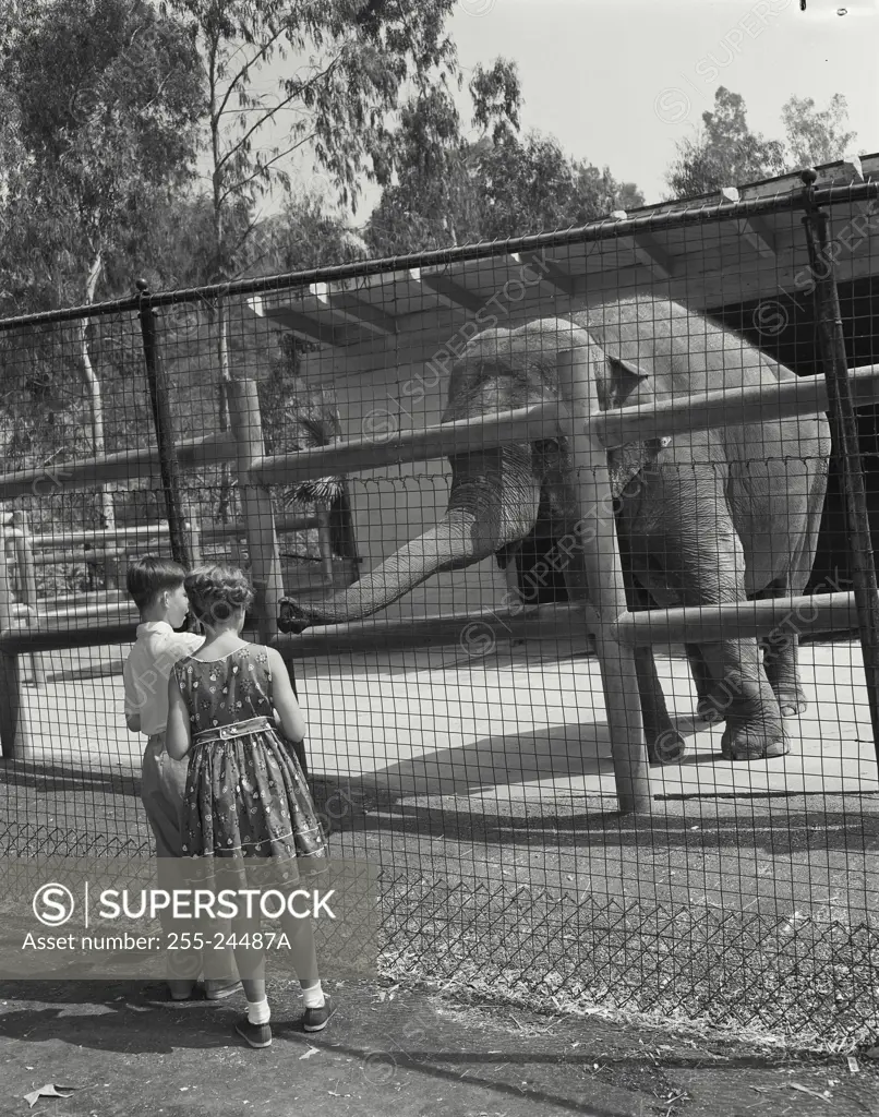 Vintage Photograph. Children looking through fence at elephant in zoo