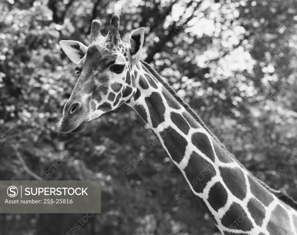 Close-up of a giraffe (Giraffa camelopardalis)