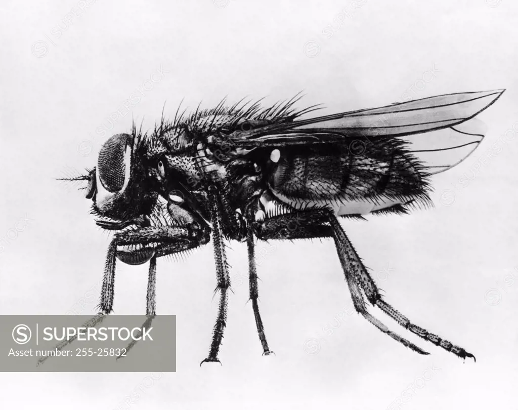 Vintage Photograph. Close up of house fly on white background