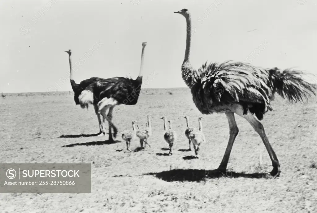 Vintage Photograph. Ostrich family seen in Kenya.