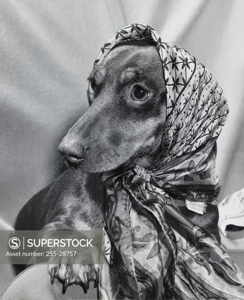 Dachshund wearing a scarf