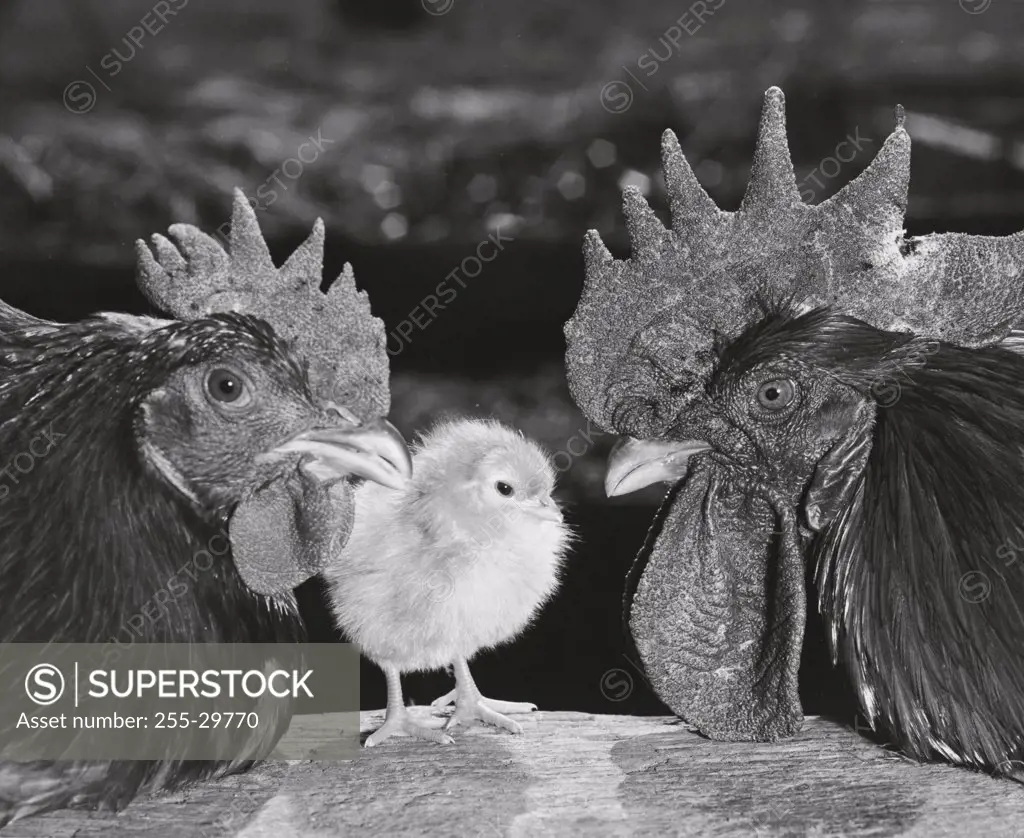 Close-up of chickens and a chick