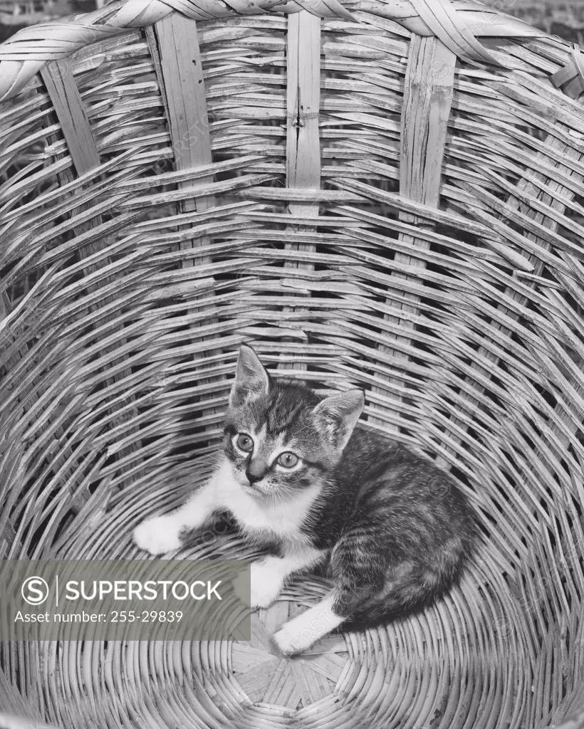 Kitten in the bottom of a basket