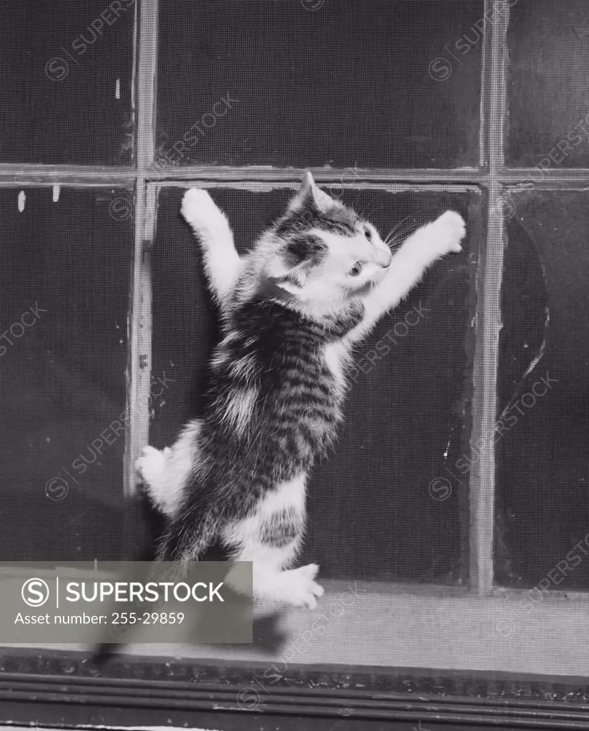 Kitten climbing a window screen